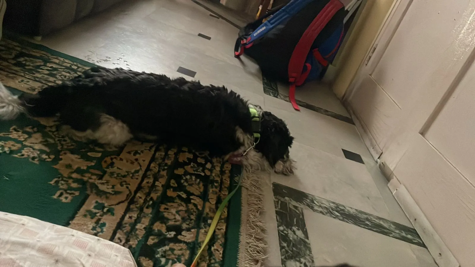 A resting dog.